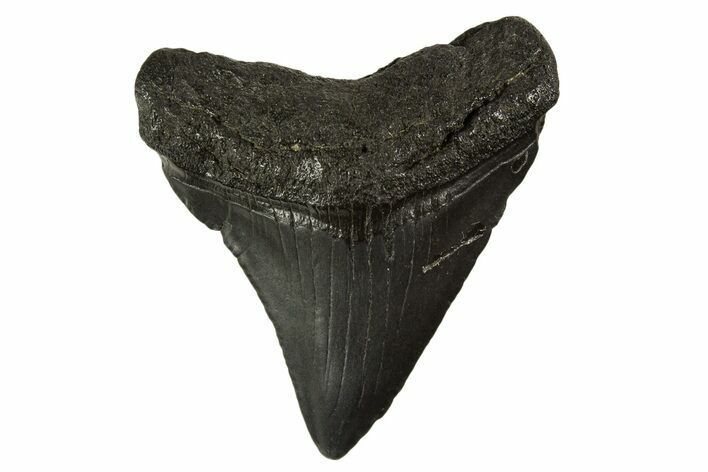 Juvenile Megalodon Tooth - South Carolina #332094
